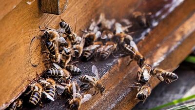 Bee pollination is responsible for about one-quarter of coffee production and with the decline in bee populations, coffee yields are also going downhill. AP Photo