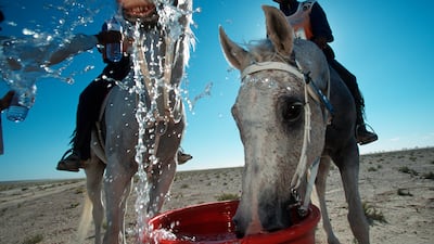 On December 10, 1998, the UAE hosted its first international endurance horse race. All photos by Getty