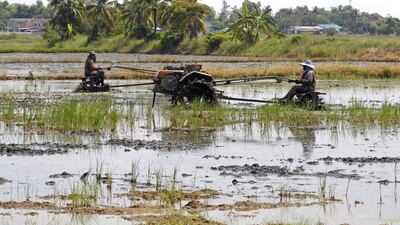 Farmers clear their rice field using motorised plough in Suphan Buri. Thailand offered about 208,000 metric tonnes of rice for sale as it attempts to unload huge stockpiles of the grain accumulated under a previous farm-subsidy programme. Chaiwat Subprasom / Reuters
