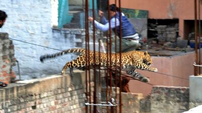The big cat leaps across a construction site in the Degumpur residential area in Meerut on Sunday. AFP