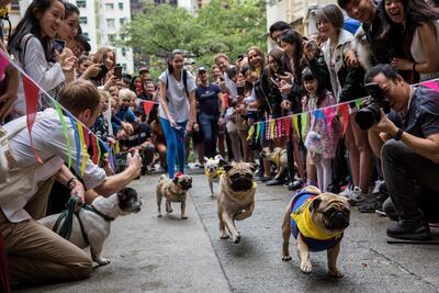 "HK Doggie Dash 2018" raises money for for abandoned and surrendered dogs in Hong Kong. AFP