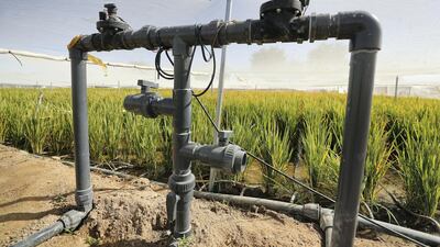 An underground drop irrigation system is used to water the crops. There are four methods used, including drip and furrows (canals with drips), normal drip system, flooding with a protective layer and flooding in furrows.