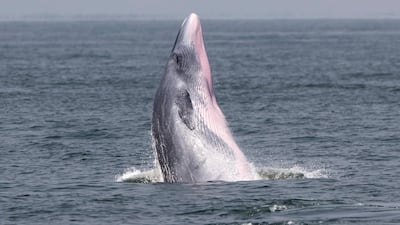 A Bryde's whale spotted in the Upper Gulf of Thailand and similar to the whales seen off Abu Dhabi. EPA