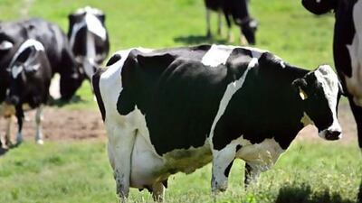 Dairy cows graze on a Michigan farm. Milk yields are set to rise as genetic research allows farmers to produce better milkers. Anthony Souffle / AP Photo