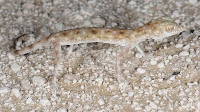 The gecko gets water by drinking dew on plants and from eating insects. Courtesy Dr Salvador Carranza