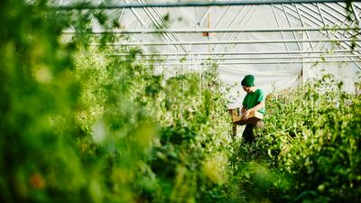 Ensuring more sustainable ways of farming is an important goal for Cop28. Photo: Getty Images