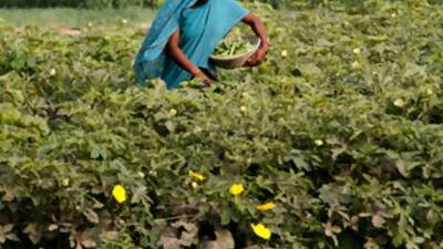 Microfinance loans have grown quickly in rural areas of India, where farmers often are unable to secure loans or credit from banks and local money lenders usually charge high rates.