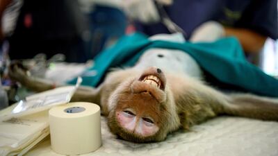 The government has relaunched a sterilisation programmer for the longtail macaque, but they may not be able to treat enough of the animals to bring the population under control. AFP