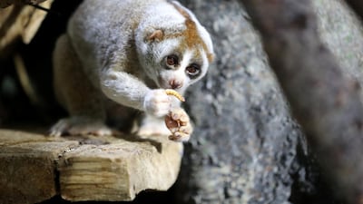 Baby Loris' father is named Lonely, who was rescued after being abandoned in a box in Dubai last year. Chris Whiteoak / The National
