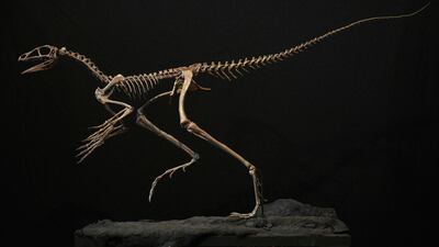 A replica of a fossil of a new reptile, the Venetoraptor gassenae, printed in 3D, is presented by National Council of Scientific and Technical Investigations (CONICET) paleontologists Federico Agnolin and Martin Ezcurra (out of frame), at the Bernardino Rivadavia Natural Sciences Museum in Buenos Aires on August 16, 2023. The discovery was published in Nature magazine. (Photo by Juan MABROMATA / AFP)