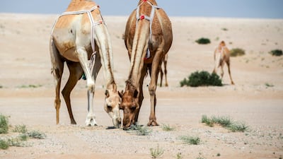 March rains brought lots of green to the desert landscape, leading to an early start to the season