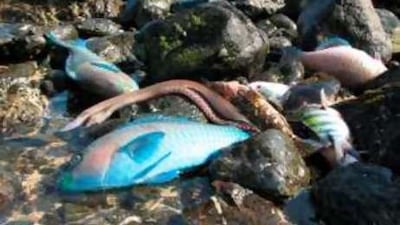 Algae-infested water surround one of the UAE's most popular diving and snorkelling spots in Dibba.