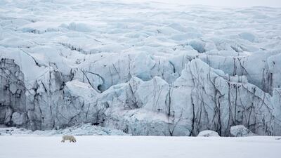 Bronze medal, Animals in their Habitat: female polar bear, Isbukta, Svalbard, by Christian Tuckwell Smith, UK.