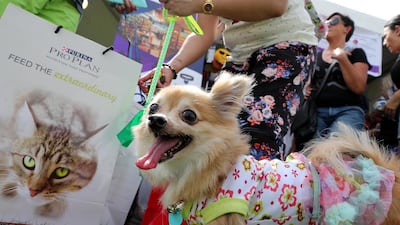 A dog with her owner at the Abu Dhabi Pet Festival held at du Arena on Yas Island in Abu Dhabi. Pawan Singh / The National