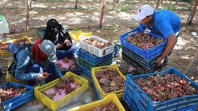 Workers harvest grapes at a farm in Khatatba Al Minufiyah Governorate in Egypt, north of Cairo. Table grapes are exported to EU countries, mainly Germany and the Netherlands. EPA