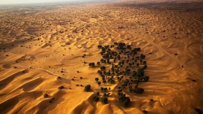 Trees in the desert.
