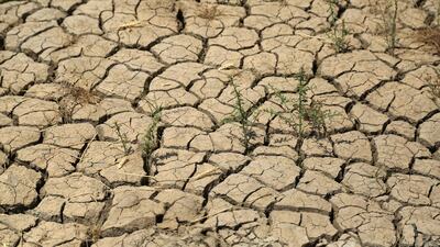 Water scarcity in Iraq has affected agricultural land such as on this farm in Jaliha village in central Diwaniya province. AFP