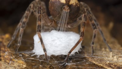 Spinning the cradle by Gil Wizen, showing a fishing spider stretching out silk from its spinnerets, won Wildlife Photographer of the Year: Behaviour: Invertebrate Award. Gil Wizen / Wildlife Photographer of the Year