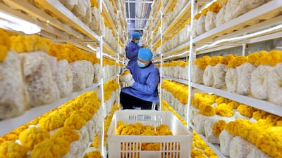 An agricultural worker tends to mushrooms inside a greenhouse in Zaozhuang, in eastern China. AFP