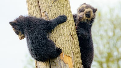 Four-month-old Spectacled bear cub twins come out to play in their enclosure at Noah's Ark Zoo Farm in Somerset on Tuesday. The Andean bears, the only bear species native to South America, are slowly venturing out from their secluded cubbing den. PA