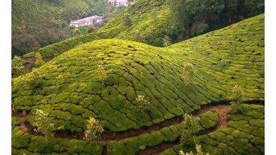 Tea plantations on the lower slopes of the Western Ghats in Kerala, southern India. Getty Images / Gallo Images