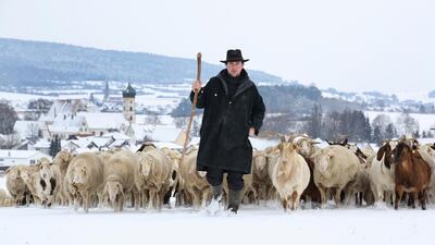 Markus Rehm leads a herd of sheep and goats over snow-covered meadows near the village Langenenslingen-Wilflingen. AP