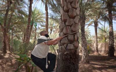 Salem Al Attas tries climbing a palm tree in the first episode of Al Ain: A Living Oasis. Photo: Visit Abu Dhabi