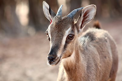 The Fujairah reserve is one of only three conservation areas where wild Arabian tahr roam. Photo: TDIC