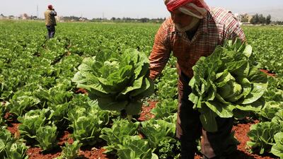 Lebanon's fruit and vegetable exports usually totalled about 400,000 tonnes a year, with about a quarter destined for Saudi Arabia or going via the kingdom to other Gulf states. Reuters