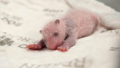 Berlin Zoo shows one of two giant panda cubs born at the Zoologischer Garten zoo in Berlin on September 13. AFP