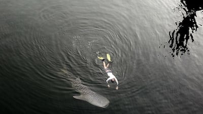 The juvenile whale shark lost its way in Dubai Creek. Ministry of Climate Change and Environment