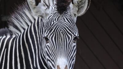 A Grevy's Zebra (Equus Grevyi) at its enclosure at the Frankfurt am Main Zoo, Germany. EPA