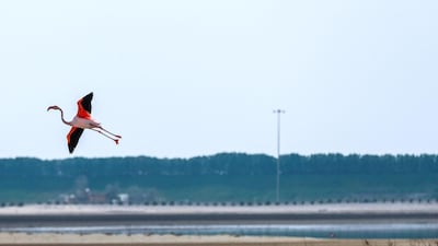 Flamingos in flight are being tracked as part of a conservation celebration.