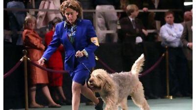 An otterhound competes in a dog show. Only 38 otterhound births were registered across the whole of Britain last year. Mary Altaffer / AP Photo