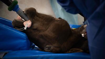 A horse is put under anesthesia during an operation at an equestrian centre in Goustranville, north-western France. AFP