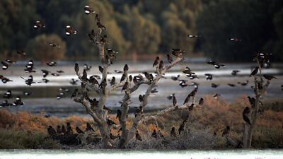 Birds rest on a tree at the sanctuary.