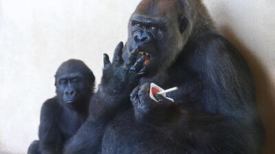 A gorilla licks her hand as she eats a frozen treat on a hot day at the Oklahoma City Zoo in Oklahoma City. AP Photo