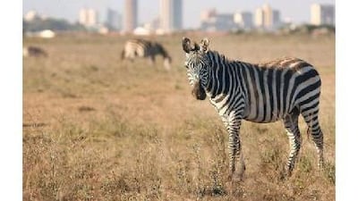 The city skyline frames zebras at the Nairobi National Park.