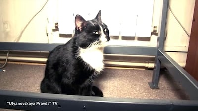 The cat saved from a trash plant in Russia. Reuters video