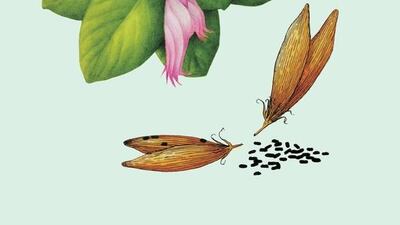 Pauline Goldsmith for The National