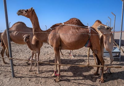A camel's pregnancy lasts 13 months. Victor Besa / The National