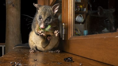 Possum's midnight snack by Caitlin Henderson, from Australia, which has been Highly Commended in the Urban Wildlife category. Caitlin Henderson / Wildlife Photographer of the Year / PA