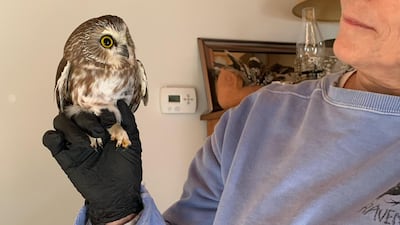 A tiny Northern saw-whet owl, now named Rockefeller, was found in the Christmas tree transported from Oneonta to Rockefeller Centre in New York. Ravensbeard Wildlife Center via AFP