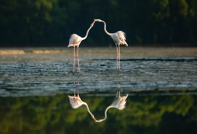 Highly commended: Reflections of Togetherness, by Rithved Girishkumar