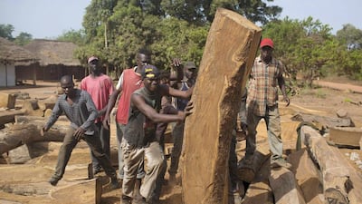 Workers load timber onto a container in Sintchan Companhe, Guinea. Joe Penney / Reuters