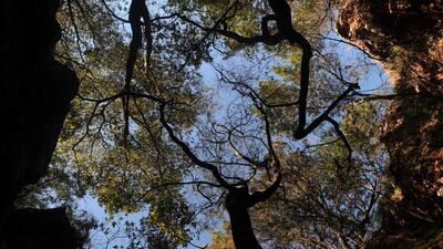 The main entrance of the Rising Star cave system in the Cradle of Humankind, a UNESCO world heritage site near Johannesburg
