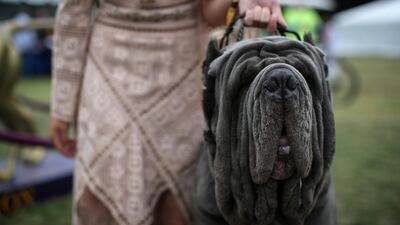 Maximus, a Neapolitan mastiff, stands with his handler after breed judging. Reuters