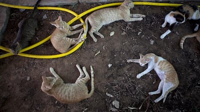 A plan to launch a cat park in Dubai to house 5,000 furry felines has been submitted to city authorities, although the idea has been met with some scepticism by at least one owner of an animal shelter. Silvia Razgova / The National
