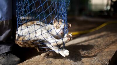 Readers discuss the issue of people who dump unwanted pets on the streets. Silvia Razgova / The National