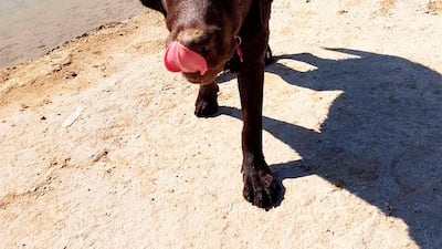 Selina's dog, Kiva. Courtesy Mohamed Al Shahaibi